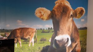 cow-mural